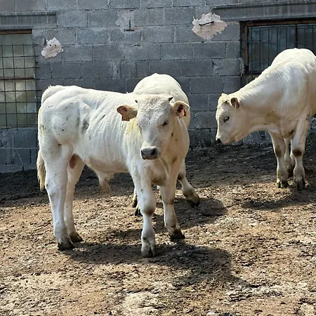 Apartman Casa Costa Laspaúles