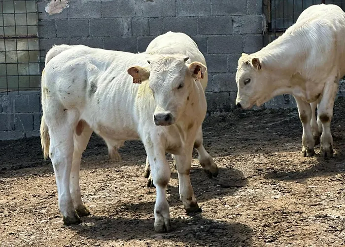 Lägenhet Casa Costa Laspaúles